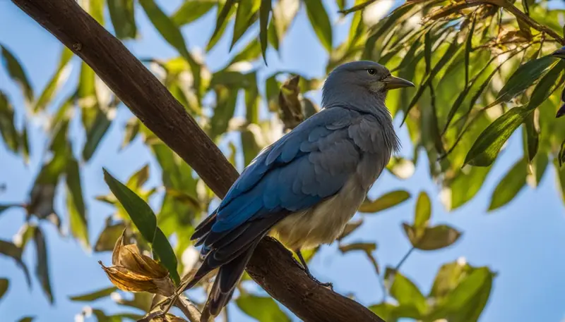 Feather Care for Molting Birds
