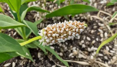 Milkweed Seed and Plant Resources