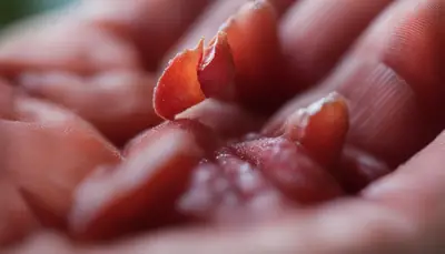 cat wound keeps opening