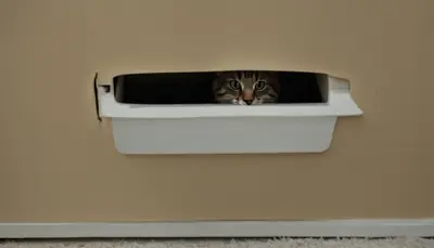 cat scratching litter box wall