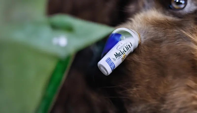 melatonin dosage for dogs