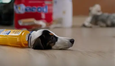 neosporin ingestion in dogs