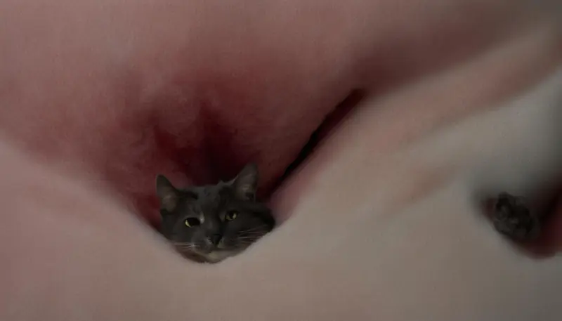 retained testicles
