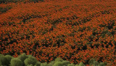 Monarch butterfly migration