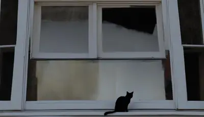 lost feline