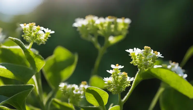 Host Plants