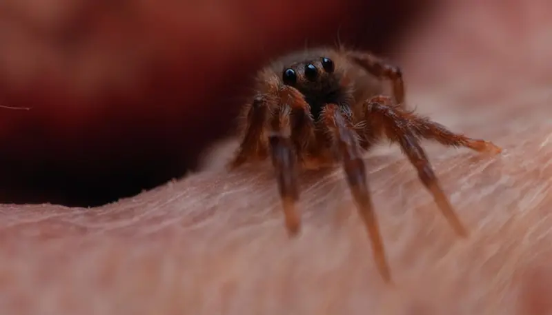 diagnosing brown recluse spider bites in cats
