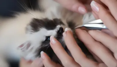 grooming kitten nails