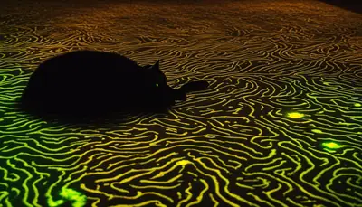 black light and cat urine