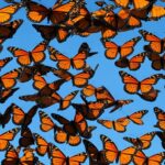 Monarch butterfly migration facts