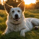 when to put a blind and deaf dog down