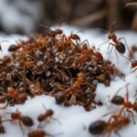 Keeping ants in winter