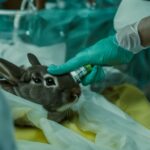rabbit critical care