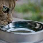 should a cats water be away from food