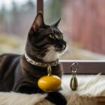 should indoor cats wear collars