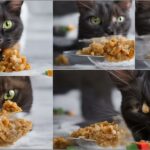 temptations cat treats making cat vomit